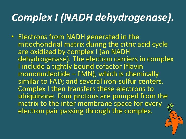 Complex I (NADH dehydrogenase). • Electrons from NADH generated in the mitochondrial matrix during