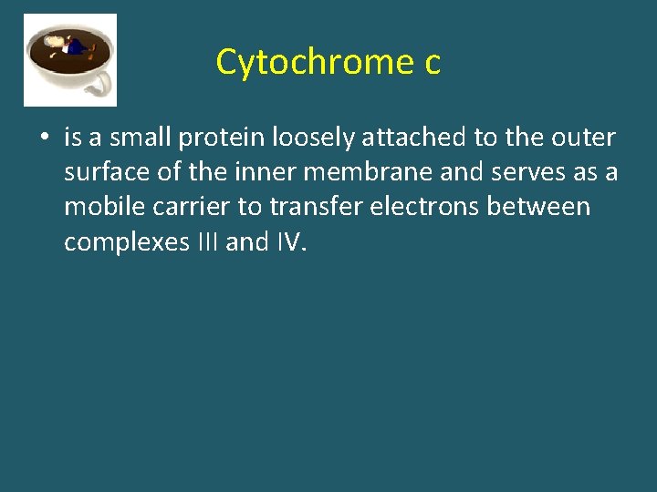 Cytochrome с • is a small protein loosely attached to the outer surface of