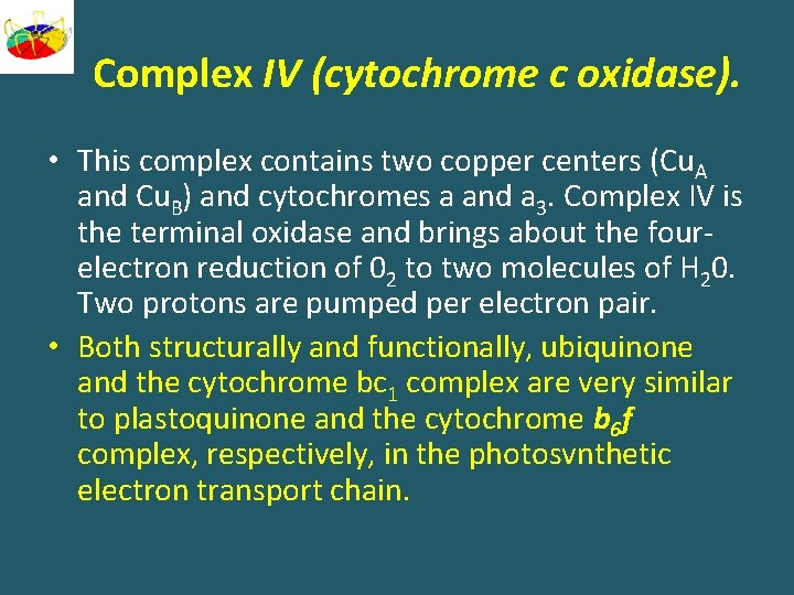 Сomplex IV (cytochrome c oxidase). • This complex contains two copper centers (Cu. A