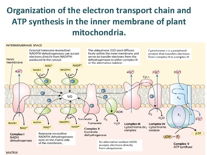 Organization of the electron transport chain and ATP synthesis in the inner membrane of