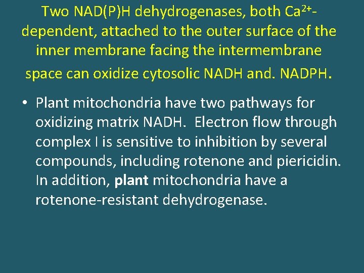 Two NAD(P)H dehydrogenases, both Ca 2+dependent, attached to the outer surface of the inner