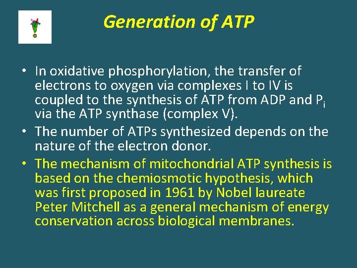 Generation of ATP • In oxidative phosphorylation, the transfer of electrons to oxygen via
