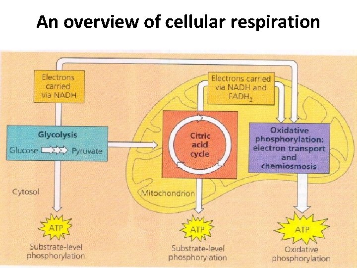 An overview of cellular respiration 