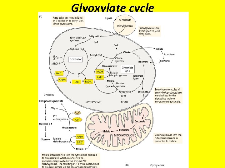 Glyoxylate cycle 