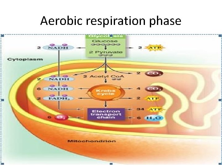 Aerobic respiration phase 