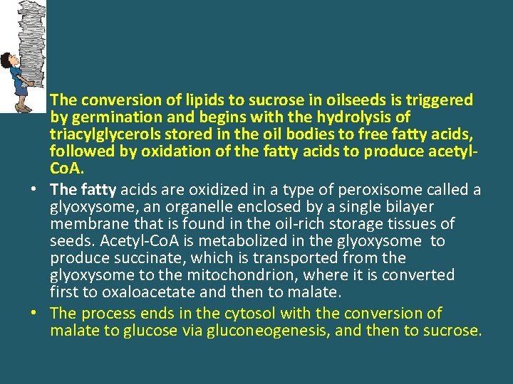  • The conversion of lipids to sucrose in oilseeds is triggered by germination