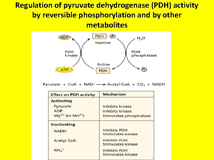 Regulation of pyruvate dehydrogenase (PDH) activity by reversible phosphorylation and by other metabolites 
