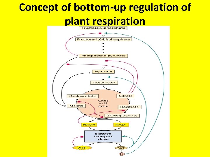 Concept of bottom-up regulation of plant respiration 