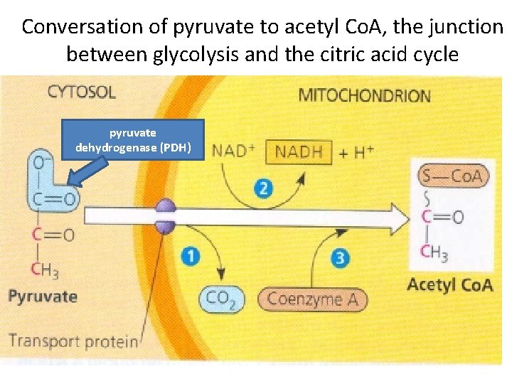 Conversation of pyruvate to acetyl Co. A, the junction between glycolysis and the citric