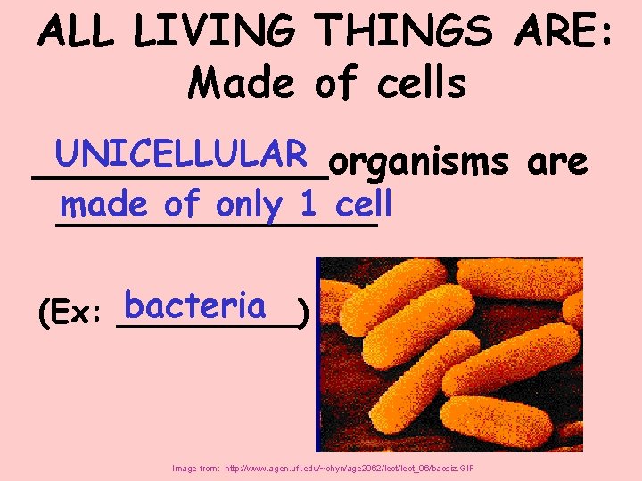 ALL LIVING THINGS ARE: Made of cells UNICELLULAR ______organisms are made of only 1