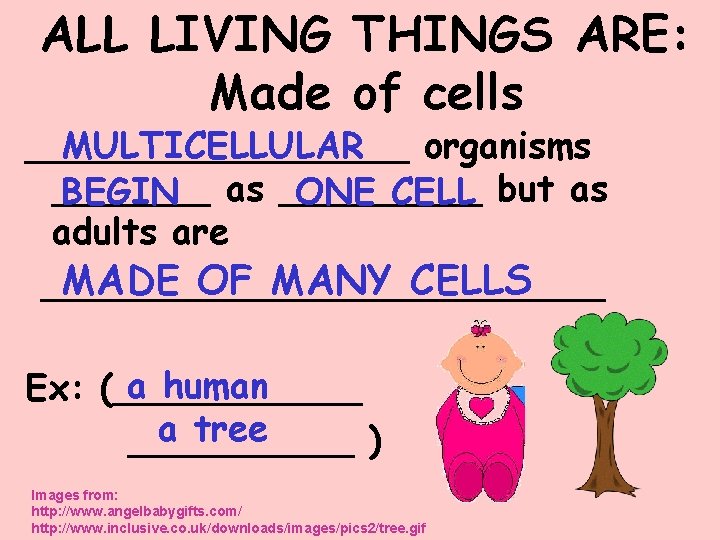 ALL LIVING THINGS ARE: Made of cells MULTICELLULAR _________ organisms _______ BEGIN as _____