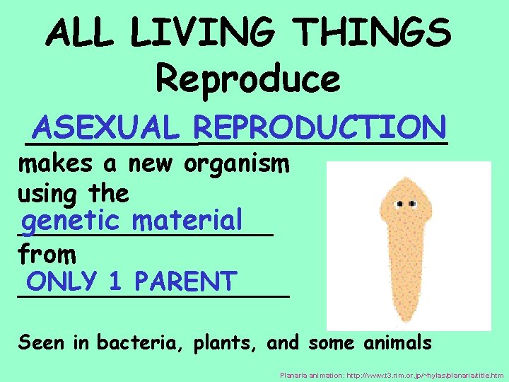ALL LIVING THINGS Reproduce ASEXUAL REPRODUCTION _____________ makes a new organism using the genetic