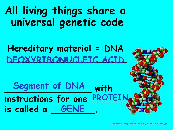 All living things share a universal genetic code Hereditary material = DNA ___________ DEOXYRIBONUCLEIC