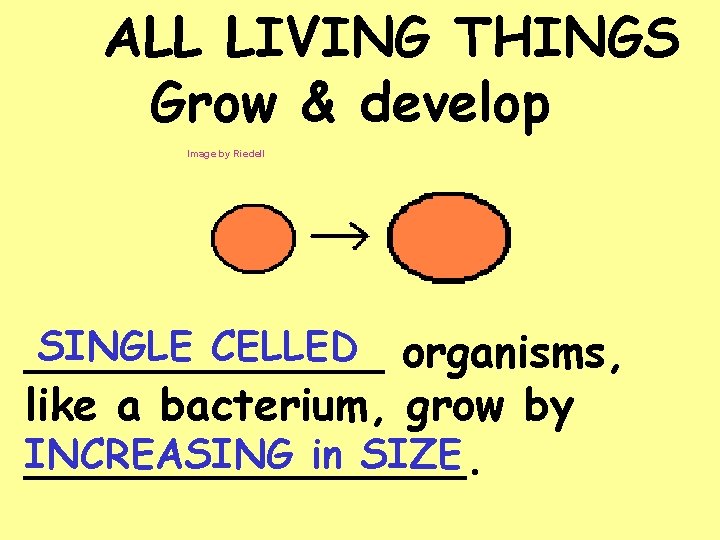 ALL LIVING THINGS Grow & develop Image by Riedell SINGLE CELLED organisms, _______ like