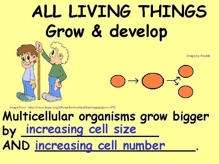 ALL LIVING THINGS Grow & develop Image by Riedell Image from: http: //www. bcps.