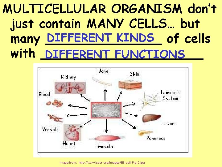 MULTICELLULAR ORGANISM don’t just contain MANY CELLS… but DIFFERENT KINDS of cells many ________