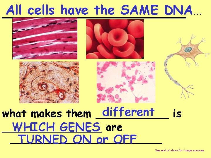 All cells have the SAME DNA. . . _____________ different what makes them ______