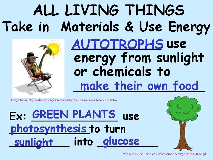 ALL LIVING THINGS Take in Materials & Use Energy ______ AUTOTROPHS use energy from