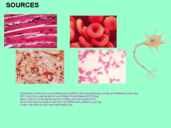 SOURCES Muscle: http: //chemistry. uca. edu/faculty/isom/4320_pdf/multimedia/web_ex 1/skeletalmuscle 1. jpg RBC: http: //www. astrographics. com/Gallery.