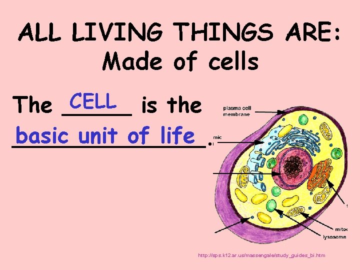 ALL LIVING THINGS ARE: Made of cells CELL is the The _____ basic unit