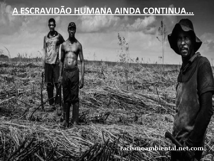 A ESCRAVIDÃO HUMANA AINDA CONTINUA. . . racismoambiental. net. com 