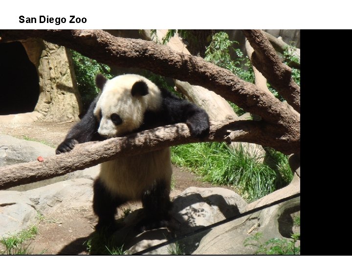 San Diego Zoo 
