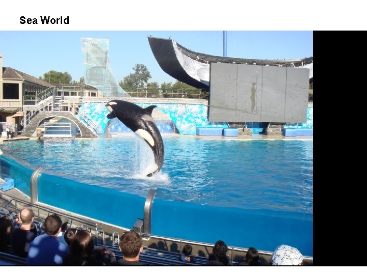 Sea World 