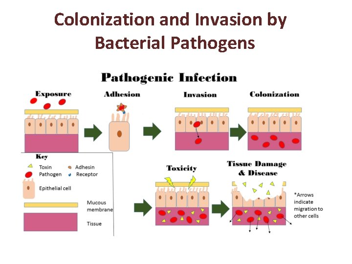 Colonization and Invasion by Bacterial Pathogens 
