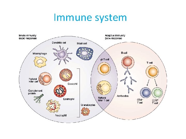 Immune system 