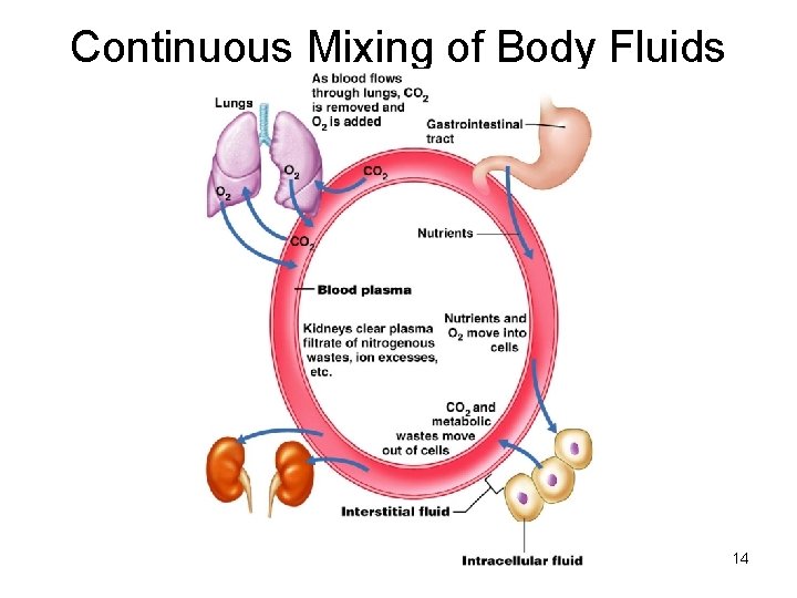 Continuous Mixing of Body Fluids 14 