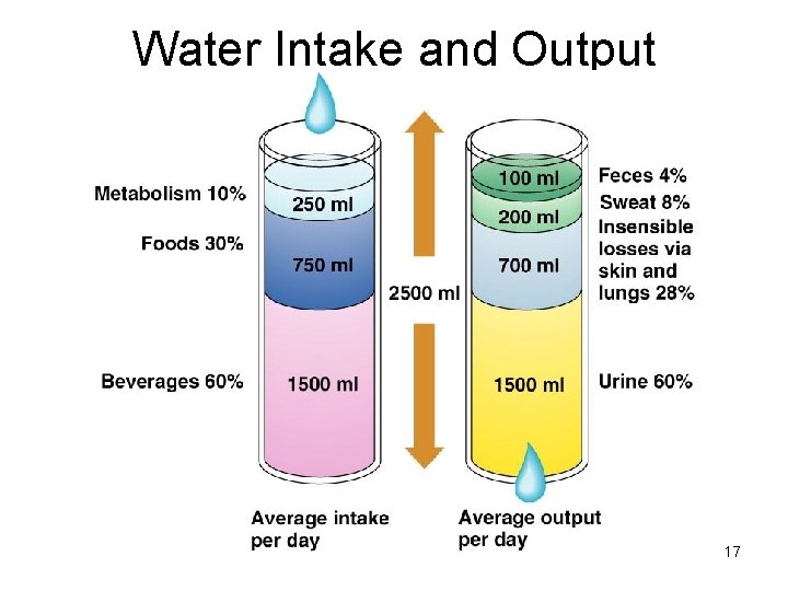 Water Intake and Output 17 