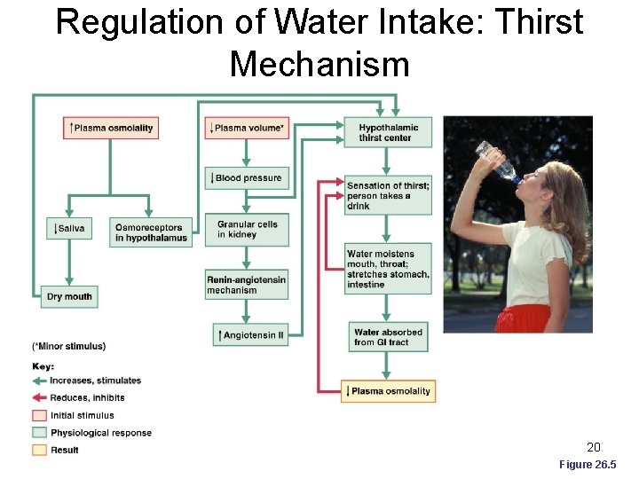 Regulation of Water Intake: Thirst Mechanism 20 Figure 26. 5 
