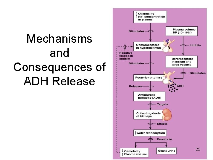 Mechanisms and Consequences of ADH Release 23 Figure 26. 6 