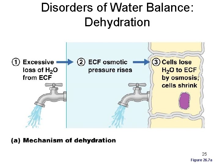 Disorders of Water Balance: Dehydration 25 Figure 26. 7 a 