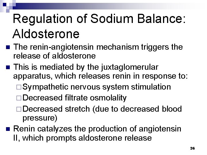 Regulation of Sodium Balance: Aldosterone n n n The renin-angiotensin mechanism triggers the release