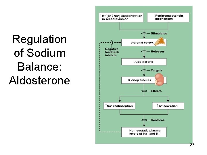 Regulation of Sodium Balance: Aldosterone 38 