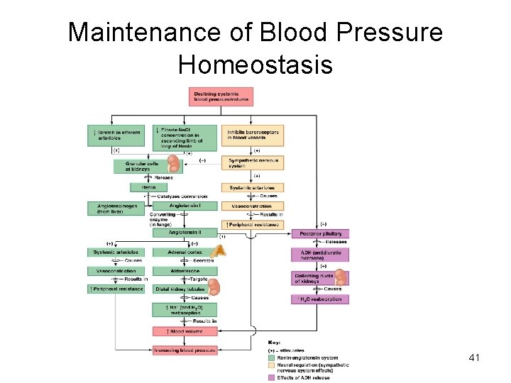 Maintenance of Blood Pressure Homeostasis 41 