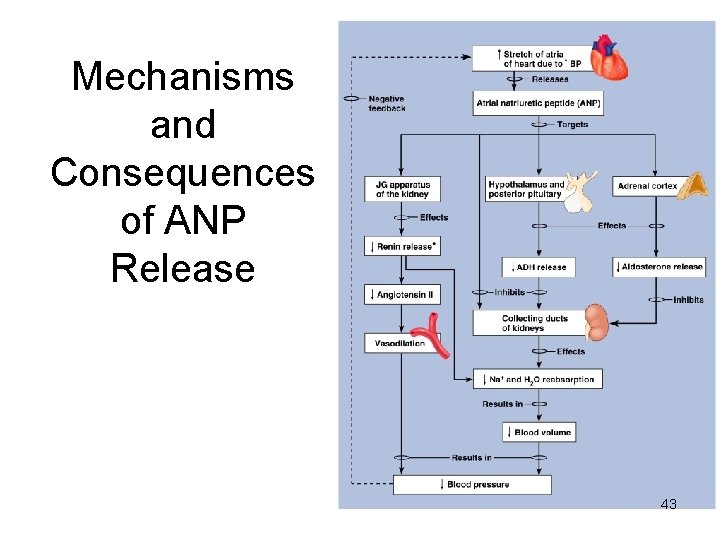 Mechanisms and Consequences of ANP Release 43 