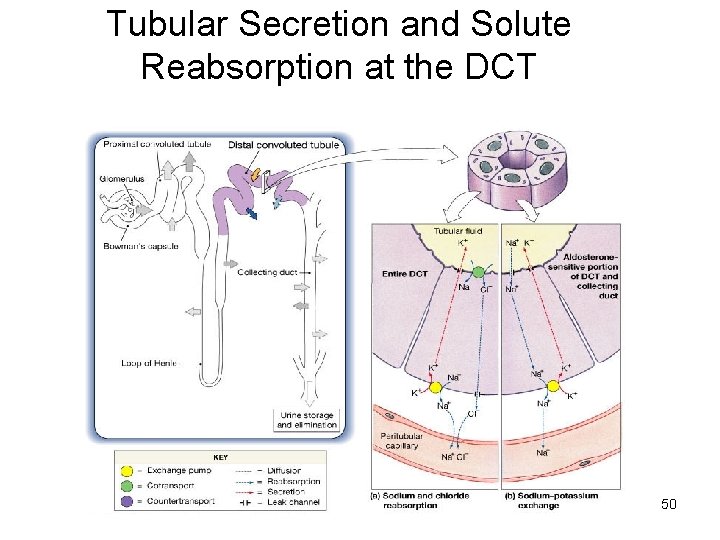 Tubular Secretion and Solute Reabsorption at the DCT 50 