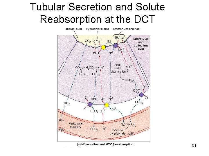 Tubular Secretion and Solute Reabsorption at the DCT 51 