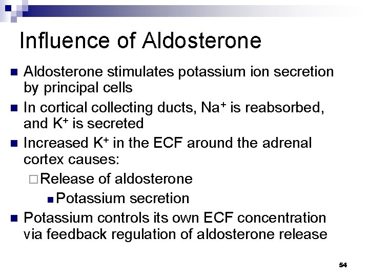 Influence of Aldosterone n n Aldosterone stimulates potassium ion secretion by principal cells In