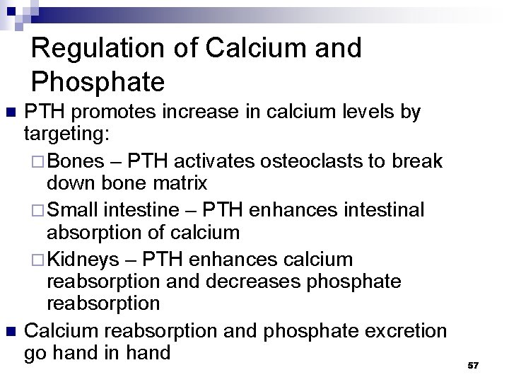 Regulation of Calcium and Phosphate n n PTH promotes increase in calcium levels by