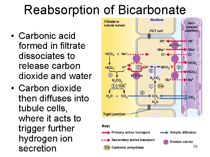 Reabsorption of Bicarbonate • Carbonic acid formed in filtrate dissociates to release carbon dioxide