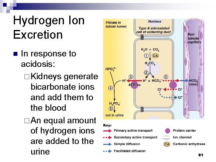 Hydrogen Ion Excretion n In response to acidosis: ¨ Kidneys generate bicarbonate ions and