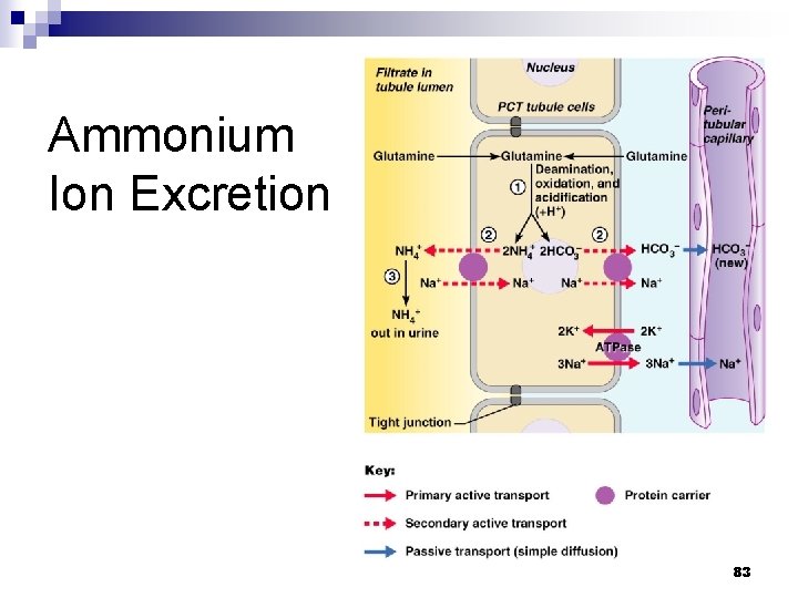 Ammonium Ion Excretion 83 