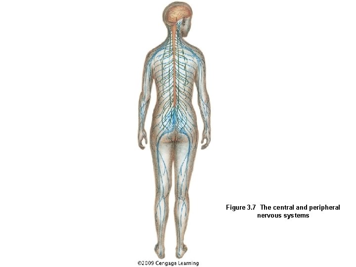 Figure 3. 7 The central and peripheral nervous systems 