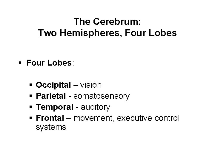 The Cerebrum: Two Hemispheres, Four Lobes § Four Lobes: § § Occipital – vision