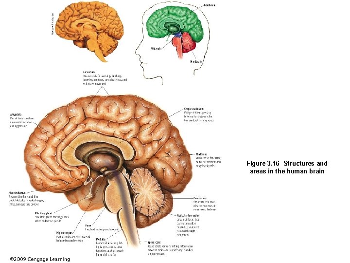 Figure 3. 16 Structures and areas in the human brain 