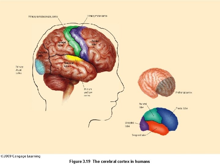 Figure 3. 19 The cerebral cortex in humans 