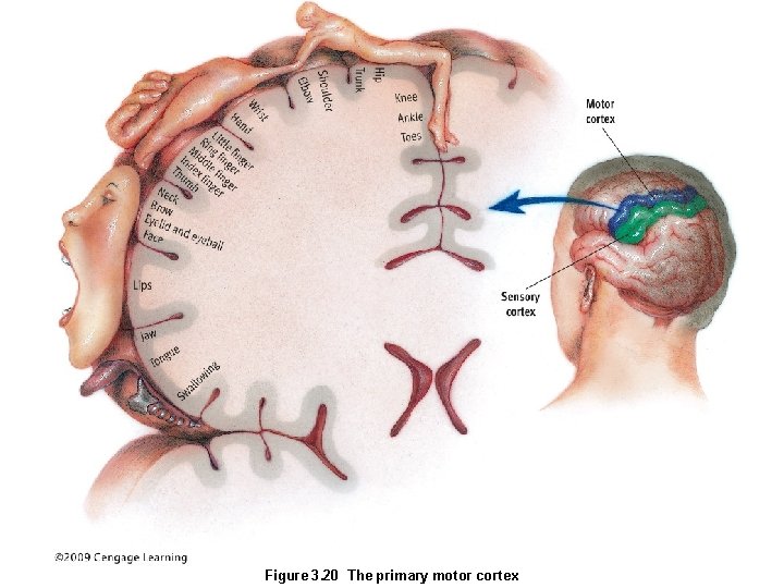 Figure 3. 20 The primary motor cortex 